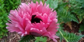 Papaver orientale 'Ruffled Patty'